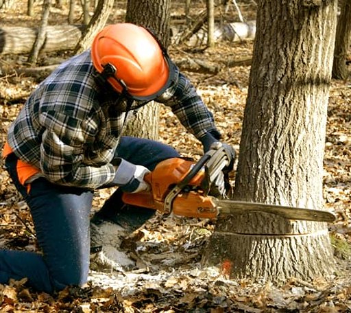 Tree Removal in Wilton, NH